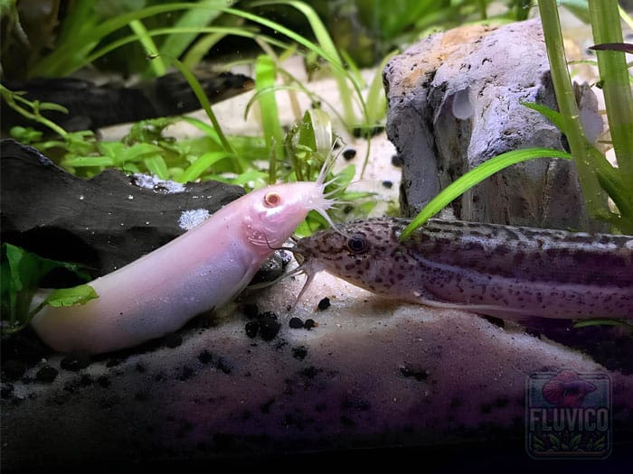 Albino Weatherloach with gray Dojo Loach