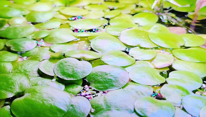 Amazon-Frogbit-carpet