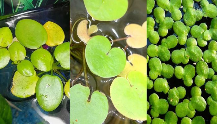 Amazon,-american,-european-frogbit