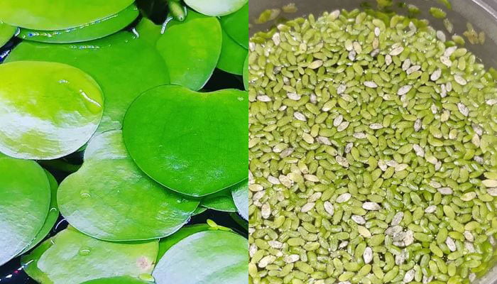 Amazon-and-duckweed