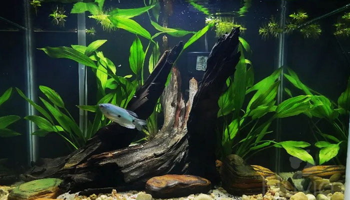 Amazon-sword-fish
