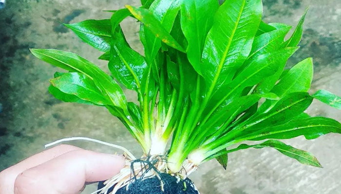 Amazon-sword-planting