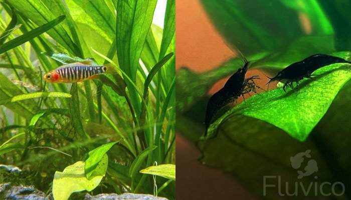 Amazon-sword-tank-mates