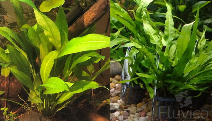 Amazon-sword-vs-Java-Fern