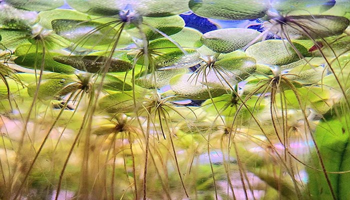 American-Frogbit-planting
