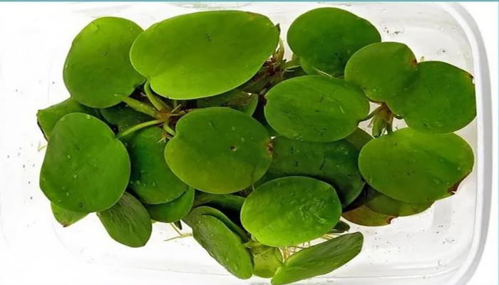 Amazon-Frogbit-selection