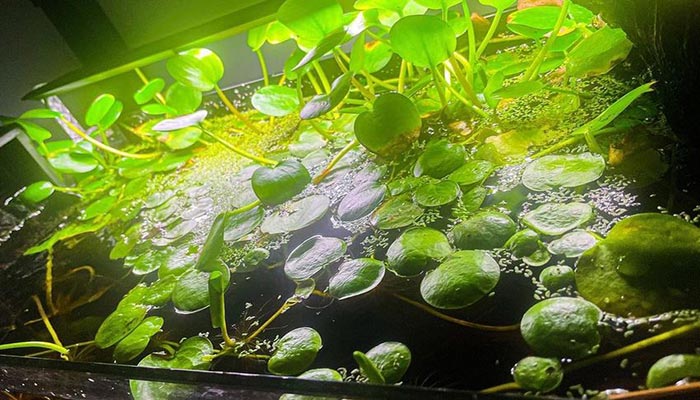 American-Frogbit-tank