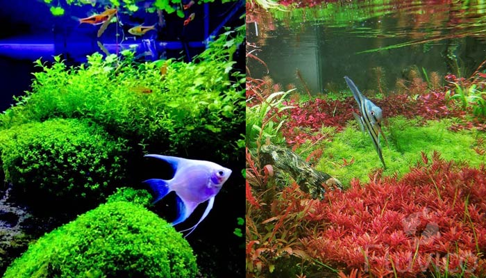 Angelfish aquarium