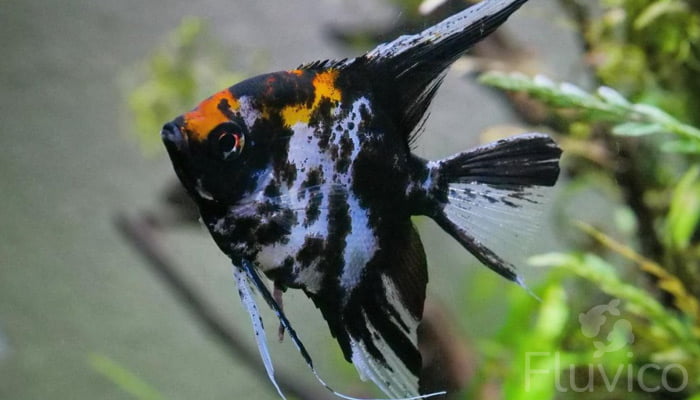 Angelfish side view
