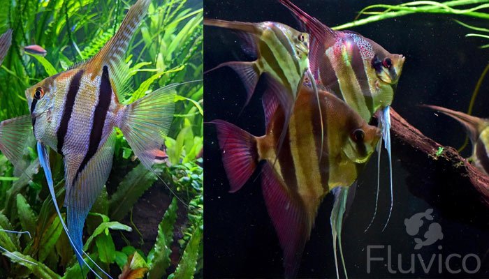 Angelfish variety