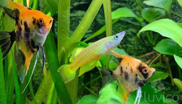 Angelfish with other fish