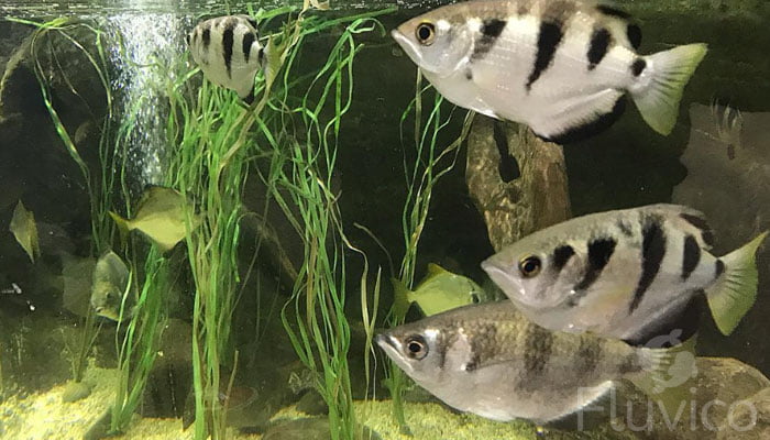 Archer fish in tank