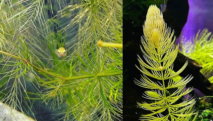 Hornwort Stem Structure with fish hiding