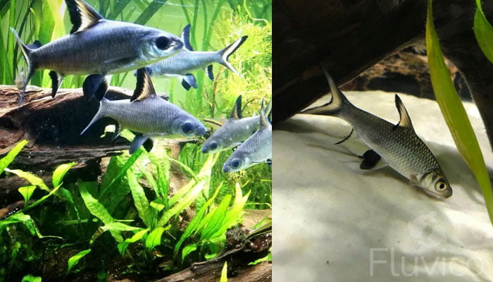 Bala shark bottom dwelling