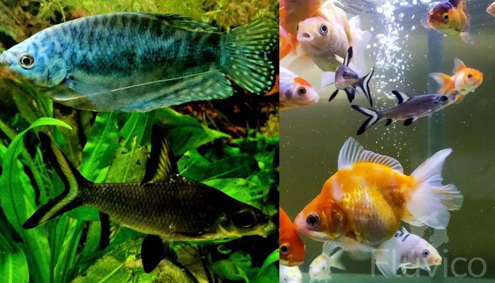 Bala shark tank mates