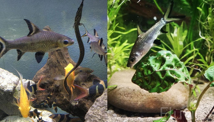 Bala shark with other fish