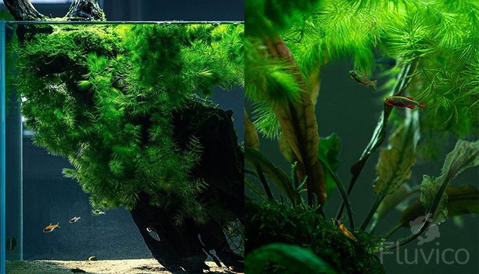 Beautiful Nano Tank with Hornwort