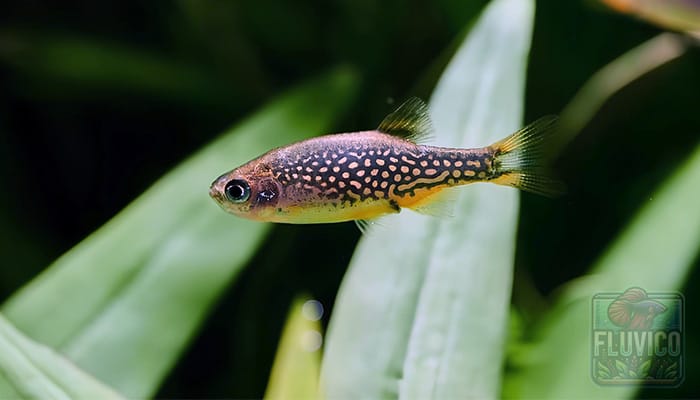 Celestial Pearl Danio Female