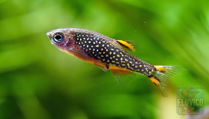 Celestial Pearl Danio Gold