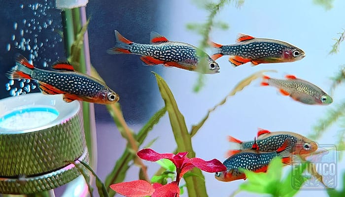 Celestial Pearl Danio Group Swimming