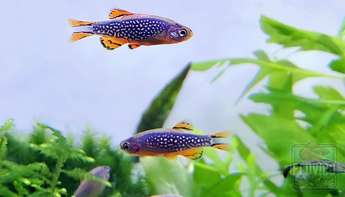 Celestial Pearl Danio Pattern
