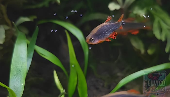 Celestial Pearl Danio in planted tank