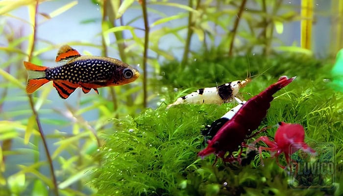 Celestial Pearl Danio with Cherry Shrimp
