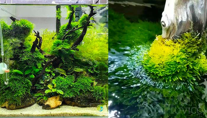 Christmas Moss Nano Tank Setup