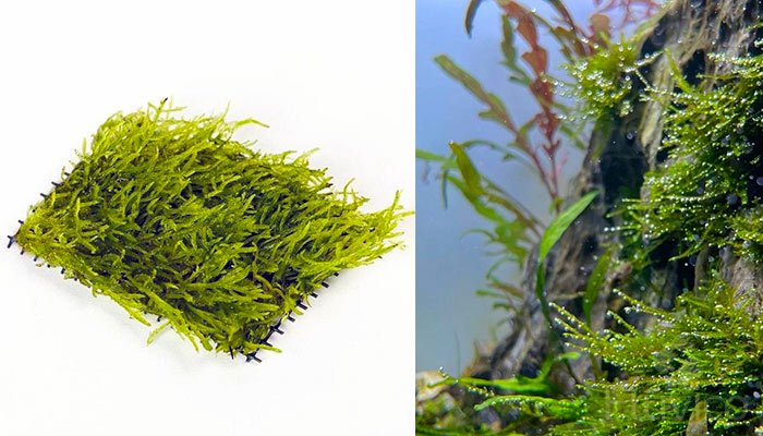 Christmas Moss Propagation