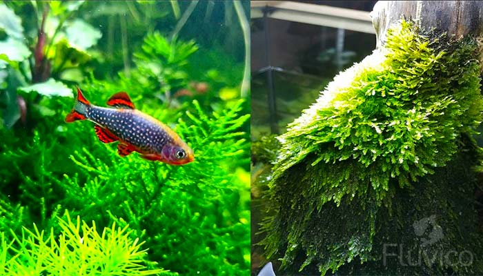 Christmas Moss with Galaxy Danio.