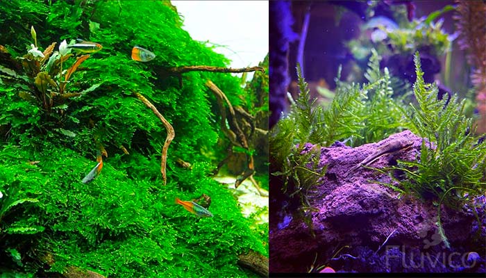 Christmas Moss with Tetras