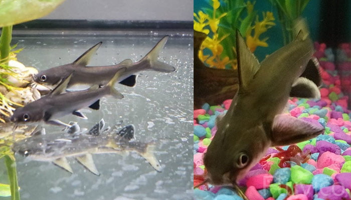 Columbian shark breeding