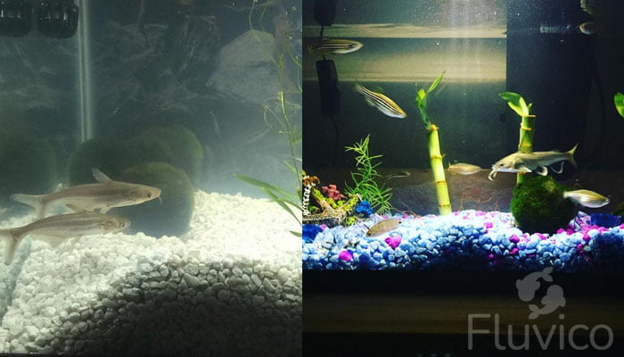 Columbian shark in tank