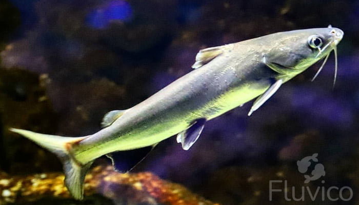 Columbian shark side