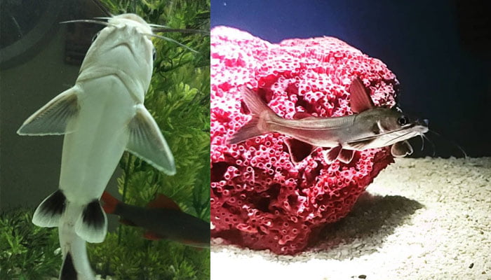 Columbian shark swimming up