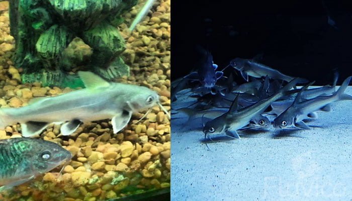 Columbian shark tank mates