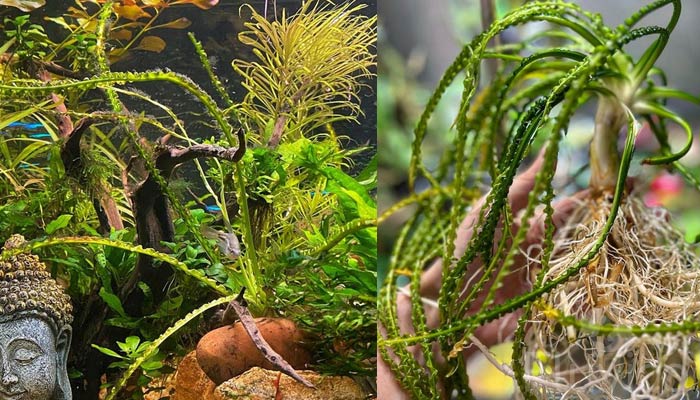 Crinum-Calamistratum