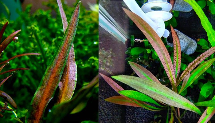 Cryptocoryne albida