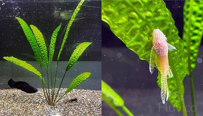 Cryptocoryne aponogetifolia