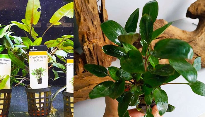 Cryptocoryne bullosa