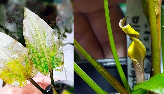 Cryptocoryne pontederiifolia