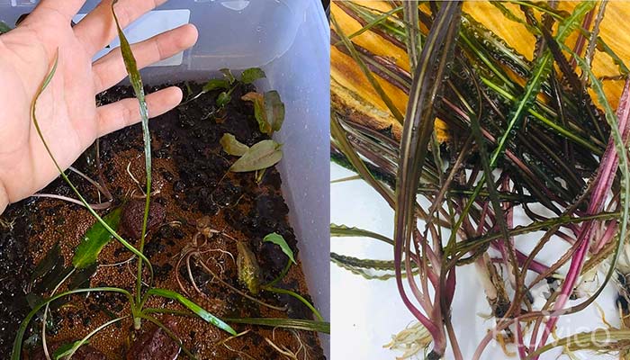 Cryptocoryne retrospiralis