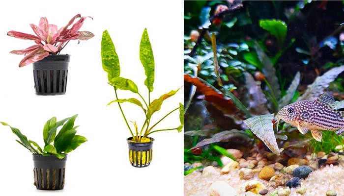 Cryptocoryne
