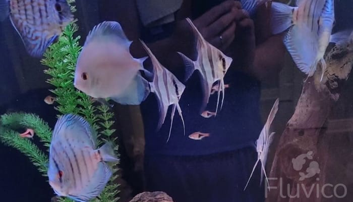 Discus fish and angel fish