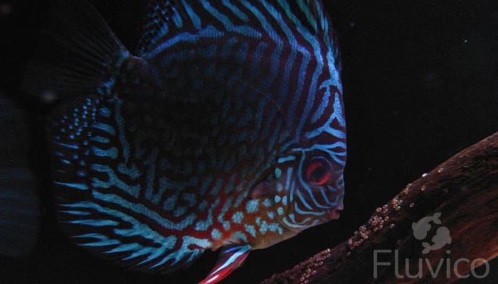 Discus fish feeding