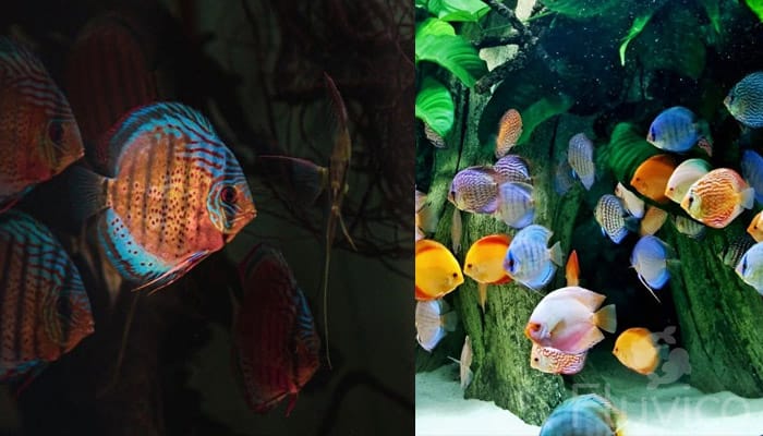 Discus fish tank mates