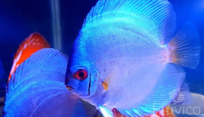 Discus fish