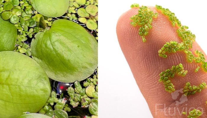 Duck-weed-giant-and-small