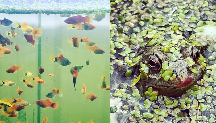 Duck-weed-water-tank-mates