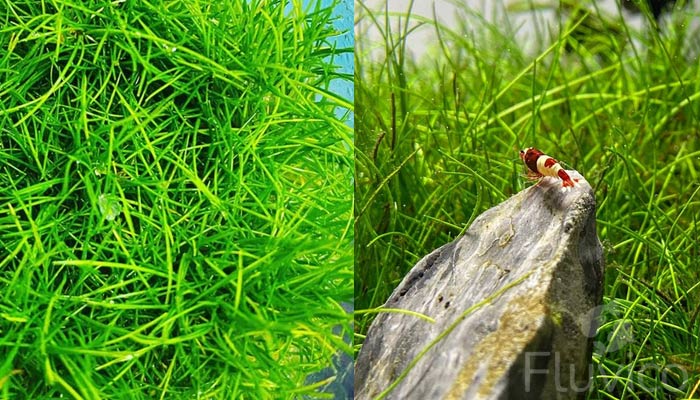 Dwarf-Hairgrass
